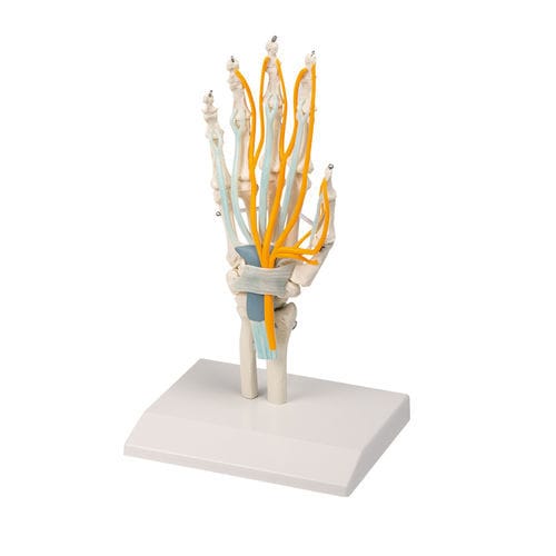 Modelo anatómico de mano - 6011 - Erler-Zimmer - de formación / con nervios
