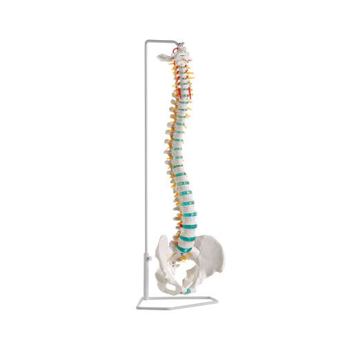Modelo anatómico de columna vertebral - A250 - Erler-Zimmer - de formación / flexible