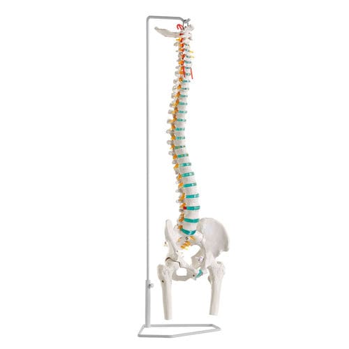 Modelo anatómico de columna vertebral - A251 - Erler-Zimmer - de formación / flexible