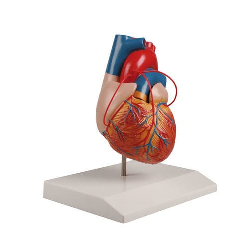 Modelo anatómico de corazón - G205 - Erler-Zimmer - de formación