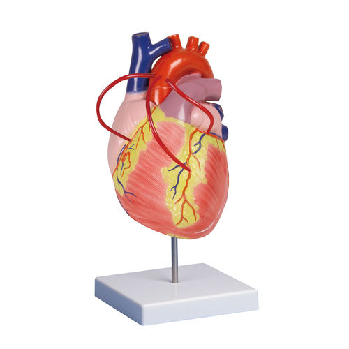 Modelo anatómico de corazón - G206 - Erler-Zimmer - arteria pulmonar / de formación / de plástico