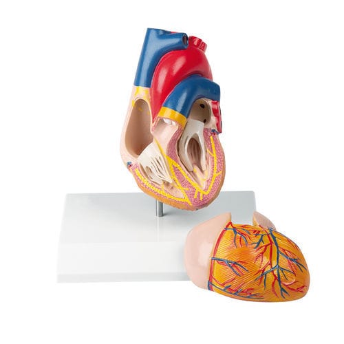 Modelo anatómico de corazón - G207 - Erler-Zimmer - de formación / de plástico