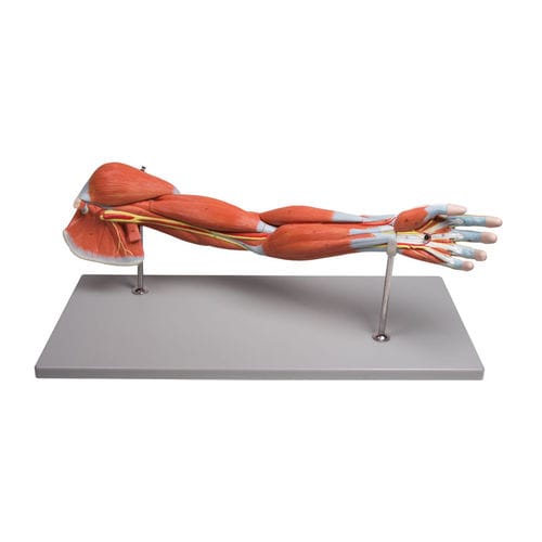 Modelo anatómico de músculo - M211 - Erler-Zimmer - de brazo / de formación