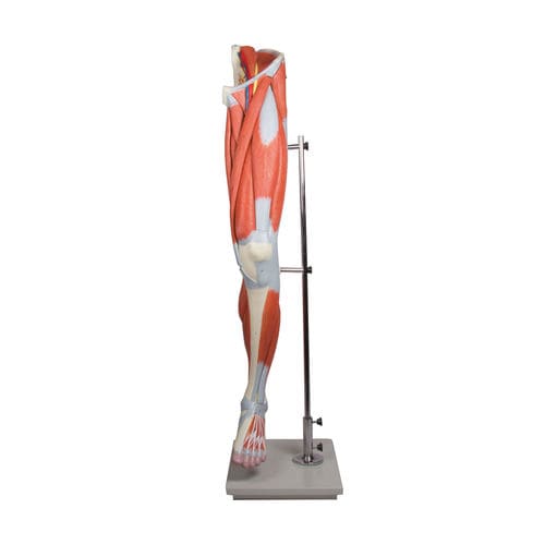 Modelo anatómico de músculo - M220 - Erler-Zimmer - de pierna / de formación