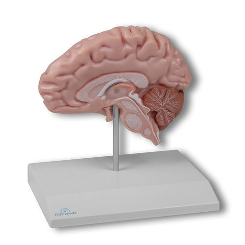 Modelo anatómico de cerebro - C915 - Erler-Zimmer - de formación