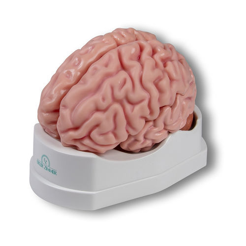 Modelo anatómico de cerebro - C918 - Erler-Zimmer - de formación