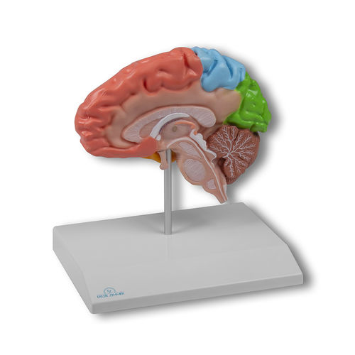 Modelo anatómico de cerebro - C921 - Erler-Zimmer - de formación