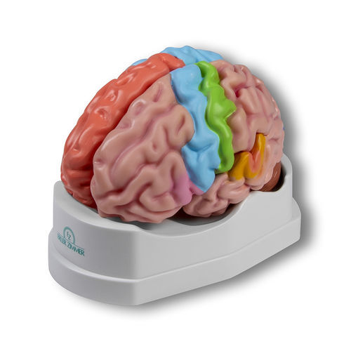 Modelo anatómico de cerebro - C922 - Erler-Zimmer - de formación