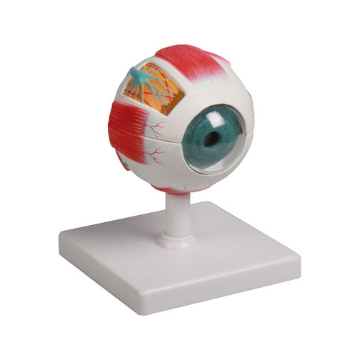 Modelo anatómico de ojo - F210 - Erler-Zimmer - de formación