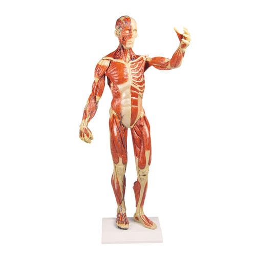 Modelo anatómico de músculo - B90 - Erler-Zimmer - de cuerpo entero / de formación