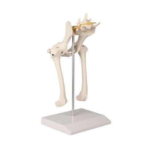 Modelo anatómico de cadera - VET1060 - Erler-Zimmer - de pelvis / para la atención veterinaria / canino