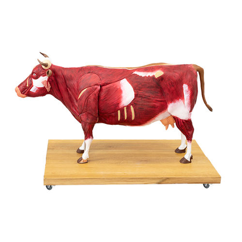 Modelo anatómico muscular - VET3300 - Erler-Zimmer - de cuerpo entero / para la atención veterinaria / con musculatura