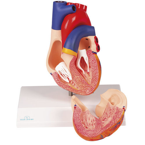 Modelo anatómico de corazón - G310 - Erler-Zimmer - de formación