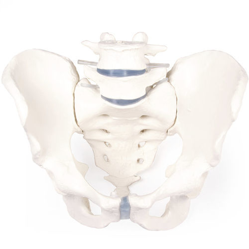 Modelo anatómico de pelvis - 4056 - Erler-Zimmer - de sacro / de formación / masculino