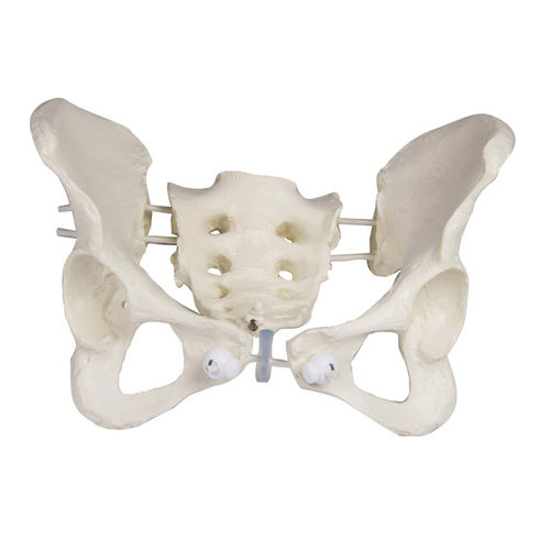 Modelo anatómico de hueso - 4054G - Erler-Zimmer - de pelvis / femenino / flexible