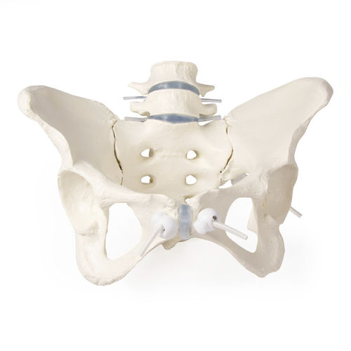Modelo anatómico de hueso - 4058G - Erler-Zimmer - de pelvis / de la columna vertebral lumbar / de sacro