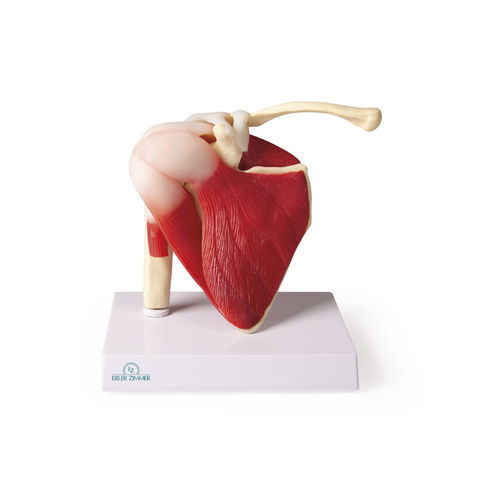 Modelo anatómico de hombro - 4661 - Erler-Zimmer - de articulación / de músculo