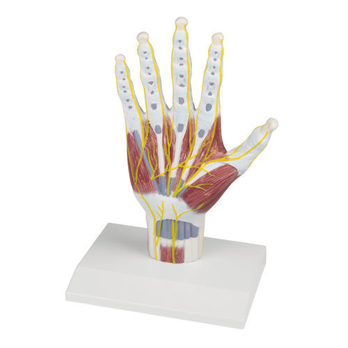 Modelo anatómico de mano - M260 - Erler-Zimmer