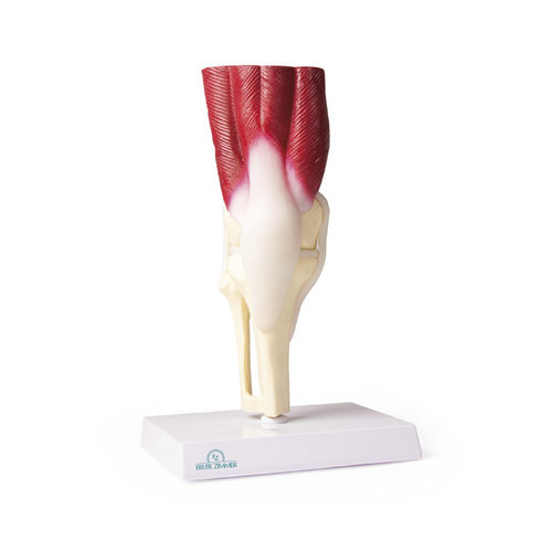Modelo anatómico de rodilla - 4662 - Erler-Zimmer - de articulación