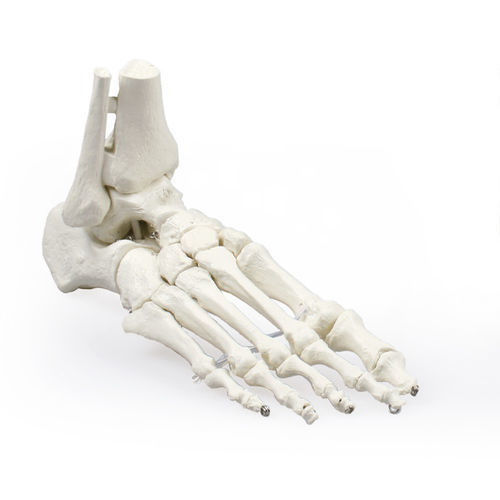 Modelo anatómico de esqueleto - 6053 - Erler-Zimmer - de tibia / de pie / de formación