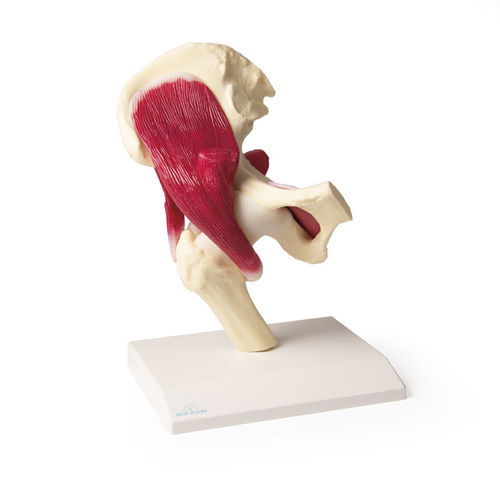Modelo anatómico de cadera - 4663 - Erler-Zimmer - de articulación / con musculatura