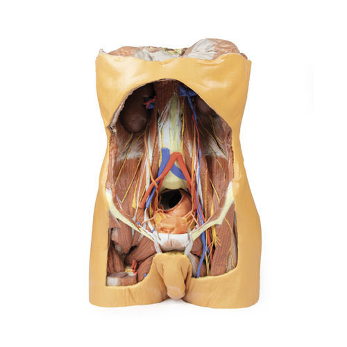 Modelo anatómico de torso - MP1300 - Erler-Zimmer - de abdomen / de formación