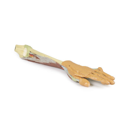 Modelo anatómico de brazo - MP1514 - Erler-Zimmer - de formación