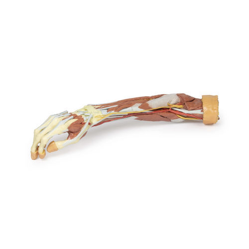 Modelo anatómico de brazo - MP1513 - Erler-Zimmer - de formación