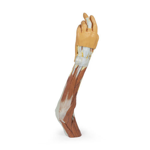 Modelo anatómico de brazo - MP1510 - Erler-Zimmer - de formación