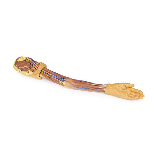 Modelo anatómico de brazo - MP1500 - Erler-Zimmer - de formación
