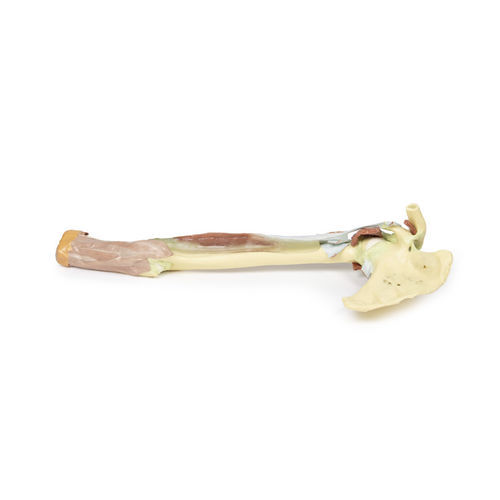 Modelo anatómico de brazo - MP1515 - Erler-Zimmer - de formación
