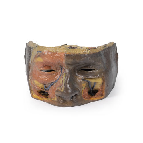 Modelo anatómico facial - MP1675 - Erler-Zimmer - de formación