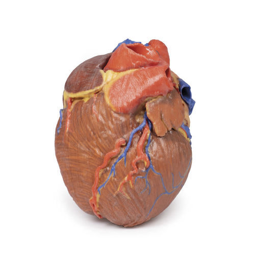 Modelo anatómico de corazón - MP1700 - Erler-Zimmer - de formación