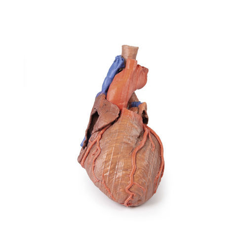 Modelo anatómico de corazón - MP1710 - Erler-Zimmer - de formación