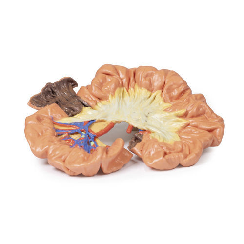 Modelo anatómico de intestino - MP1725 - Erler-Zimmer - de formación