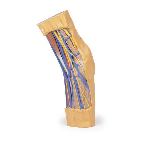 Modelo anatómico de brazo - MP1750 - Erler-Zimmer - de formación