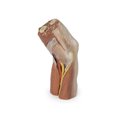 Modelo anatómico de brazo - MP1755 - Erler-Zimmer - de formación