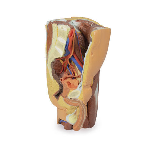 Modelo anatómico de pelvis - MP1765 - Erler-Zimmer - de formación / masculino