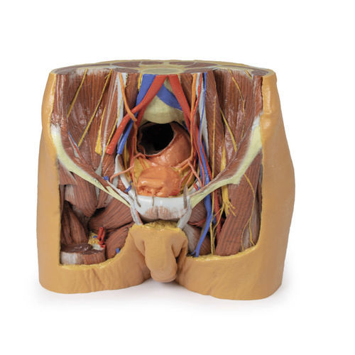 Modelo anatómico de pelvis - MP1770 - Erler-Zimmer - de formación / masculino