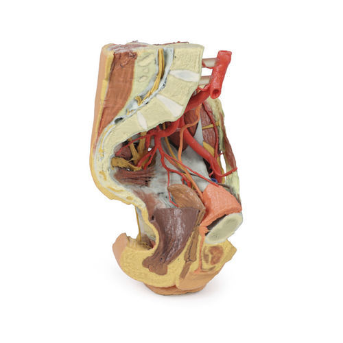 Modelo anatómico de pelvis - MP1780 - Erler-Zimmer - de formación / femenino
