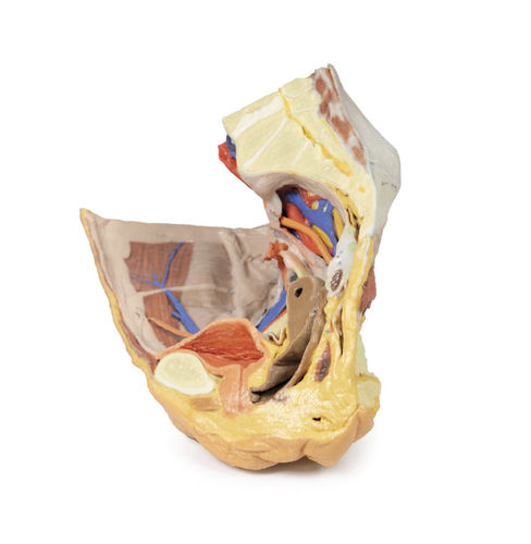 Modelo anatómico de pelvis - MP1783 - Erler-Zimmer - de formación / femenino