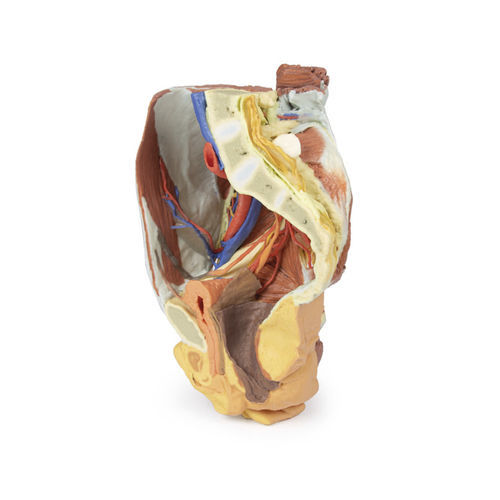 Modelo anatómico de pelvis - MP1785 - Erler-Zimmer - de formación / femenino