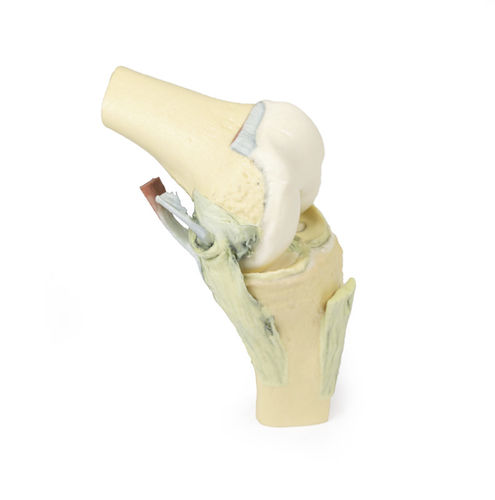 Modelo anatómico de rodilla - MP1800 - Erler-Zimmer - de formación