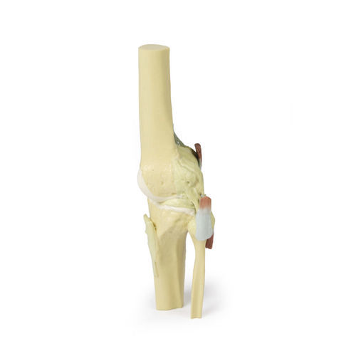 Modelo anatómico de rodilla - MP1805 - Erler-Zimmer - de formación