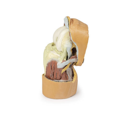 Modelo anatómico de rodilla - MP1807 - Erler-Zimmer - de formación
