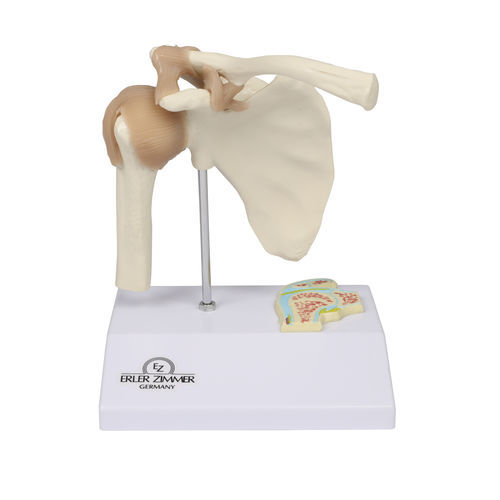 Modelo anatómico de hombro - 4520 - Erler-Zimmer - de articulación / de formación / en miniatura