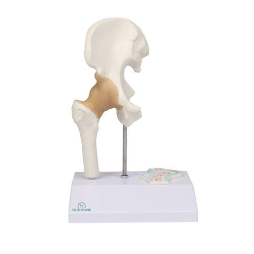 Modelo anatómico de cadera - 4523 - Erler-Zimmer - de articulación / de formación / en miniatura