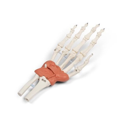 Modelo anatómico de muñeca - 6018 - Erler-Zimmer - de ligamento pisohamato / de ligamento pisimetacarpiano / de ligamento radiocarpiano dorsal