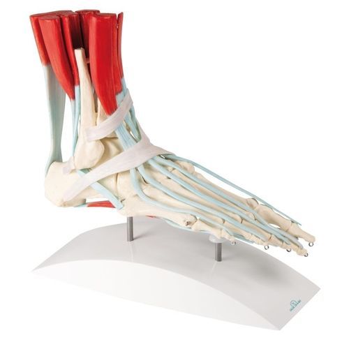 Modelo anatómico de pie - 6052 - Erler-Zimmer - de formación / con musculatura
