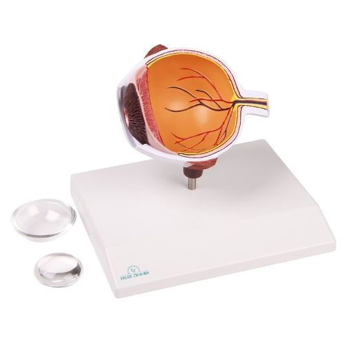 Modelo anatómico de ojo - F50 - Erler-Zimmer - de formación